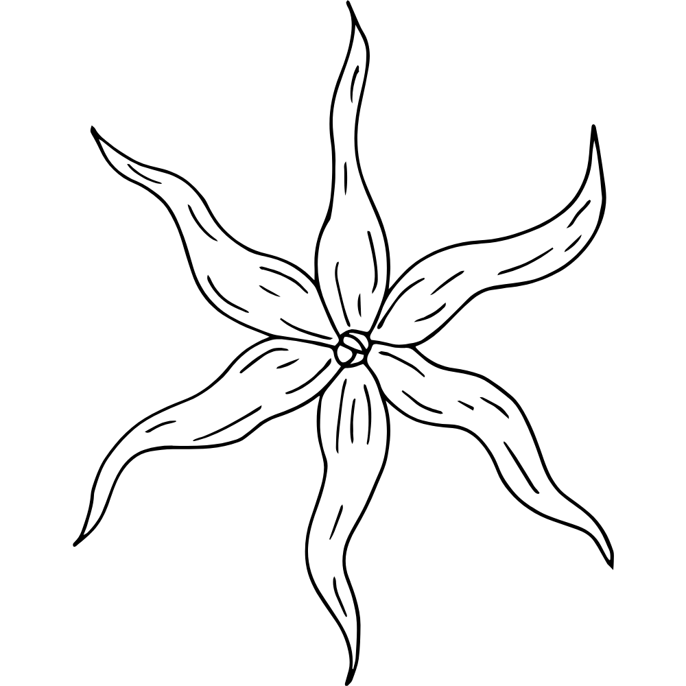 Ylang-ylang – chaleur enveloppante